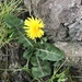 Few-lobed Dandelion - Photo (c) joshstyles, some rights reserved (CC BY-NC)