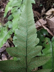 Stegnogramma wilfordii