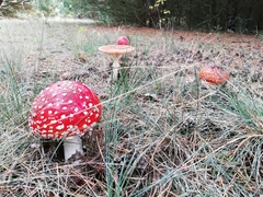 Amanita muscaria
