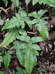 Stegnogramma wilfordii