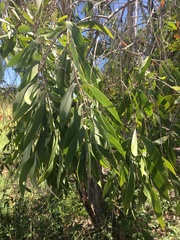 Melaleuca viridiflora