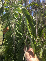Melaleuca viridiflora
