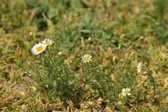 Cota austriaca, photograph (c) Tomáš Fuksi, some rights reserved (CC BY)