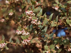 Arctostaphylos pajaroensis