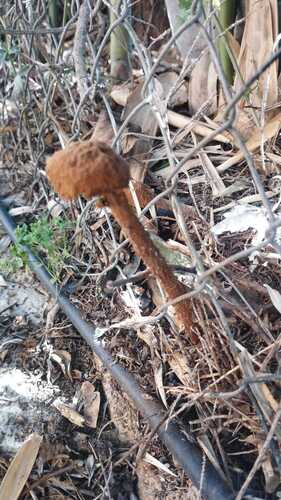 Sandy Stilt-puffball
