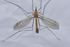 Tipula bezzii