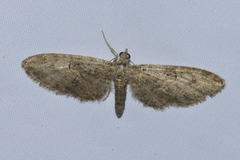 Eupithecia abbreviata