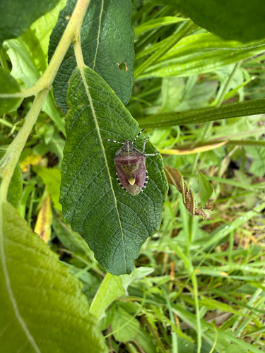 Sloe Bug
