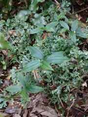 Tricyrtis formosana