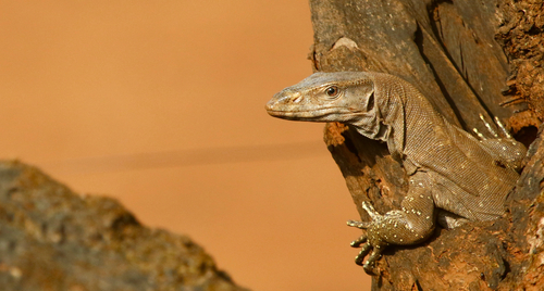 Bengal Monitor