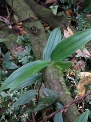 Tricyrtis formosana