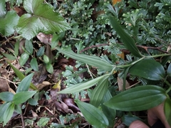 Tricyrtis formosana