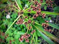 Scirpus ternatanus