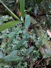 Tricyrtis formosana