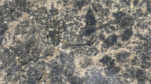 Kelloggella oligolepis observed 2026-05-22