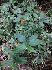 Tricyrtis formosana