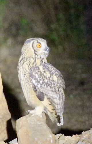 Rock Eagle-Owl
