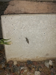 Oedipoda caerulescens