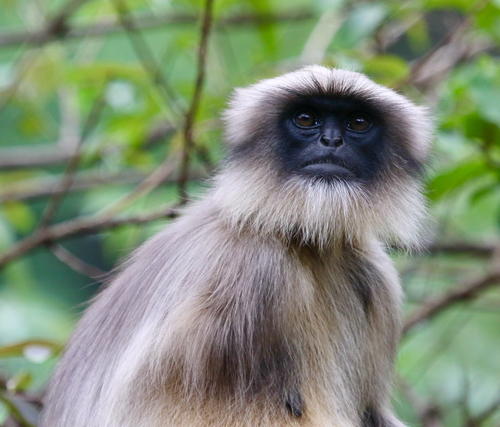 Malabar Sacred Langur