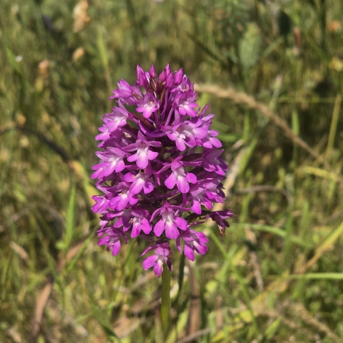 pyramidal orchid