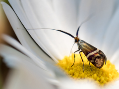 Adela australis