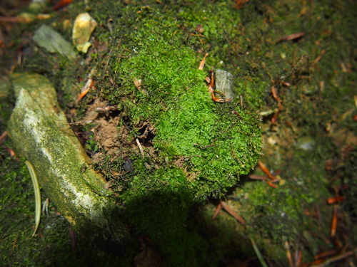stužtička vidlicovitá (Metzgeria furcata)