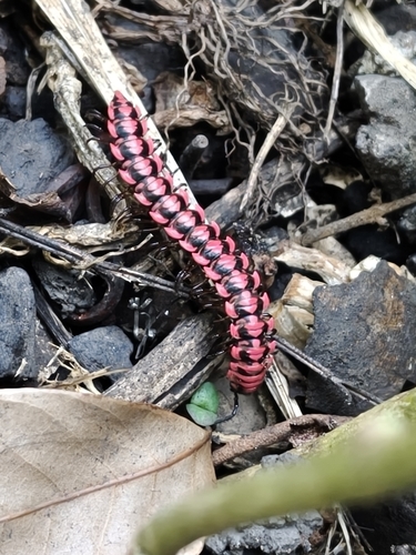 Antheromorpha uncinata
