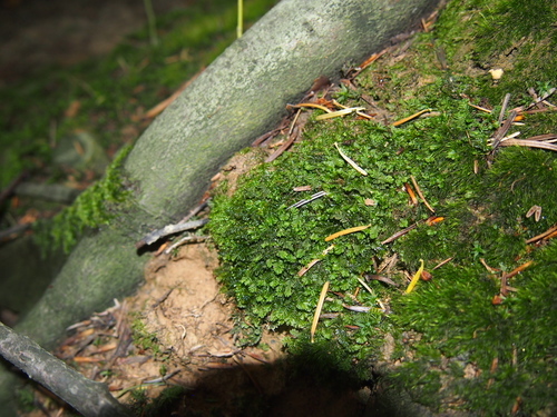 papraďovka (Plagiochila)