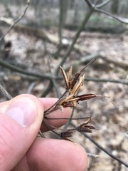 Rhododendron prinophyllum