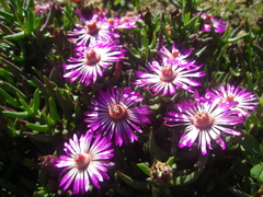Lampranthus aduncus