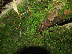 Plagiothecium succulentum