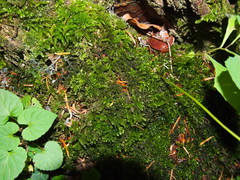 Eurhynchium angustirete