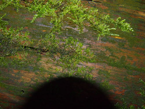 hrebeňovec rôznolistý (Lophocolea heterophylla)