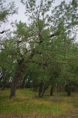 Populus deltoides monilifera