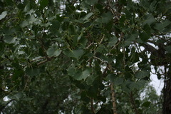 Populus deltoides monilifera
