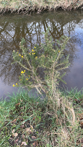 gorse