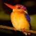 Dwarf Kingfishers and Allies - Photo (c) Erwin Bolwidt, some rights reserved (CC BY-NC-SA)