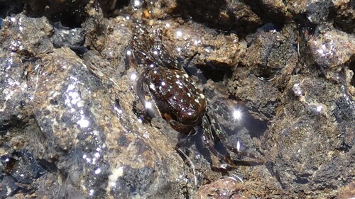 Pachygrapsus planifrons, 2026-05-22