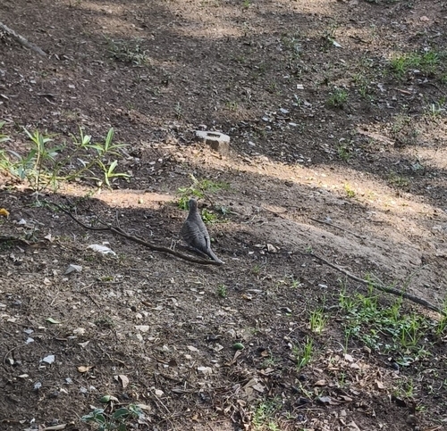 Zebra Dove