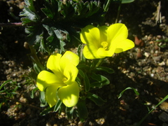 Moraea galaxia