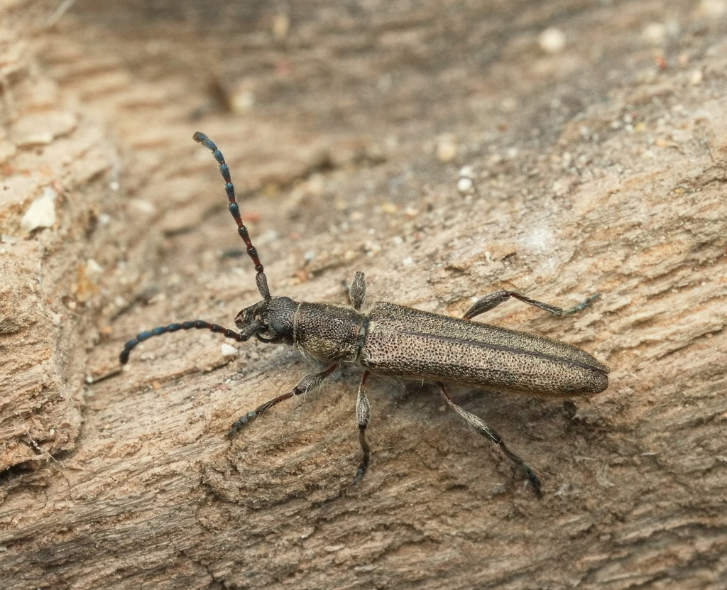 Deilus fugax
