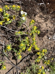 Eriophyllum multicaule