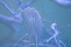 Nycticorax nycticorax image