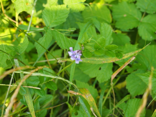 vika plotná (Vicia sepium)
