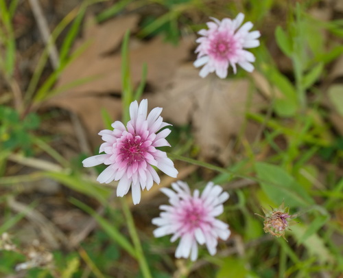 Crepis rubra, photograph 2