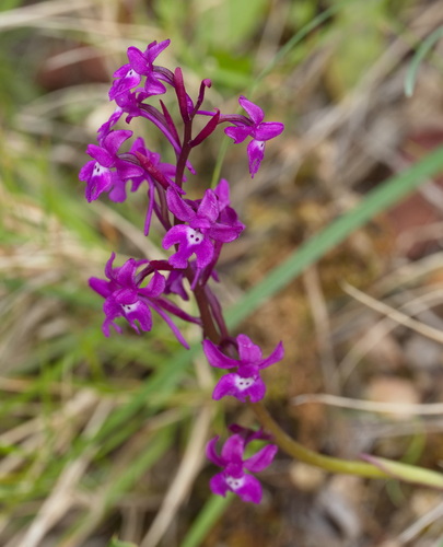 Orchis quadripunctata, photograph 3