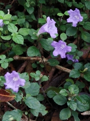 Strobilanthes rankanensis