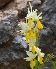 Orchis pauciflora