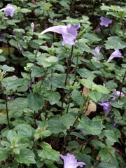 Strobilanthes rankanensis