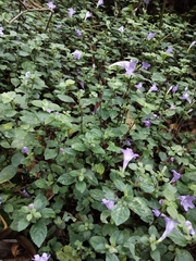 Strobilanthes rankanensis